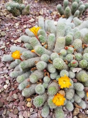 Rebutia