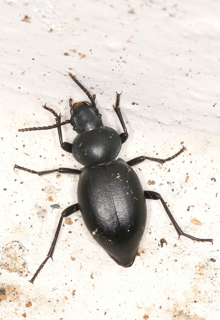 Tentyria cypria