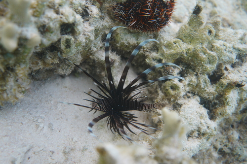 Common Lionfish