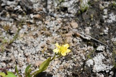 Ranunculus robertsonii
