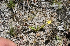 Ranunculus robertsonii