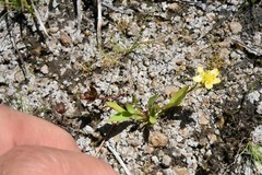 Ranunculus robertsonii