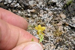 Ranunculus robertsonii