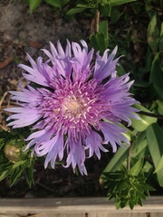 Stokesia