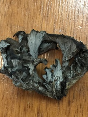 Craterellus atrocinereus