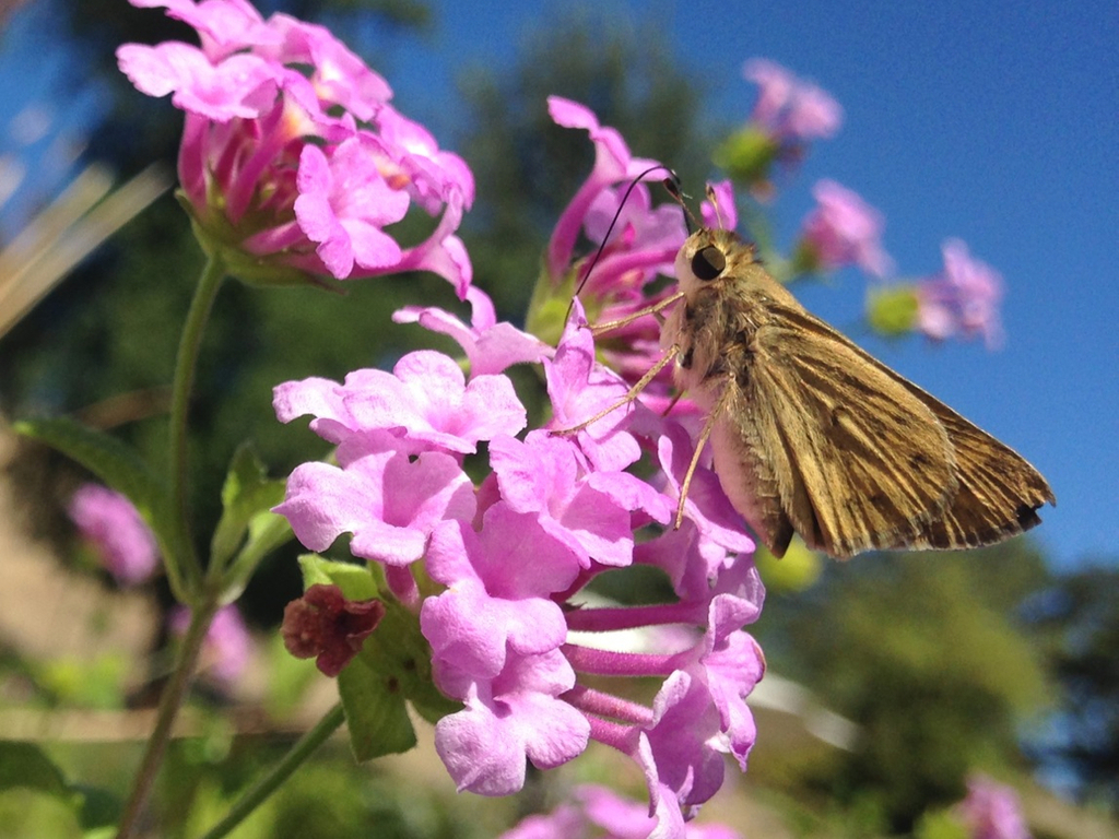 Fiery Skipper (Butterflies of Alabama) · iNaturalist