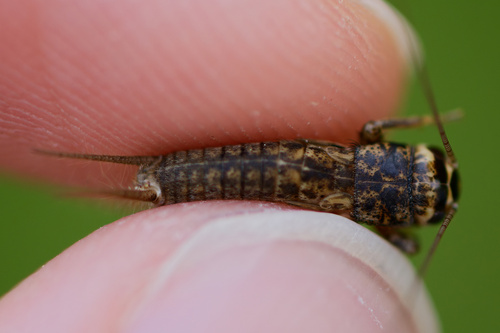 Eumodicogryllus bordigalensis