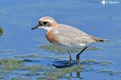 Lesser Sand-Plover photo 1