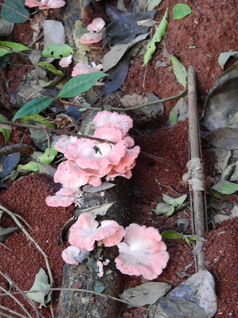 Pleurotus djamor · June 2019 · photo: © guille (iNaturalist, cc-by)