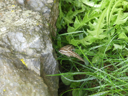 Hyles livornica