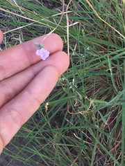 Hesperidanthus linearifolius