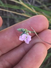 Hesperidanthus linearifolius