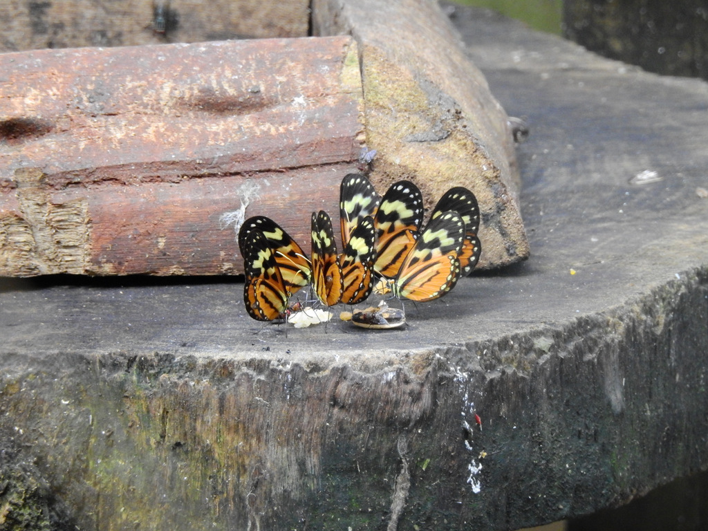 Euclea Tigerwing