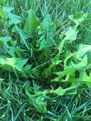 Taraxacum officinale