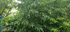 Polyalthia