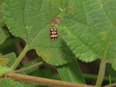 Alagoasa decemguttata