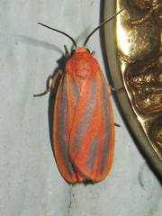 Hypoprepia fucosa