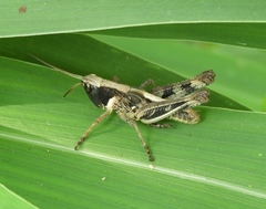 Boopedon flaviventris