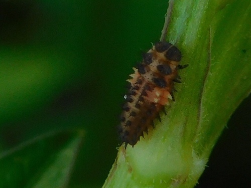 Exochomus childreni photo 3