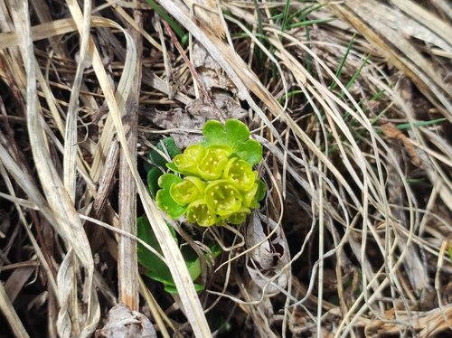 Chrysosplenium nudicaule (Chrysosplenium nudicaule)