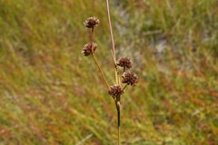 Juncus macrandrus