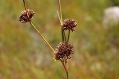 Juncus macrandrus