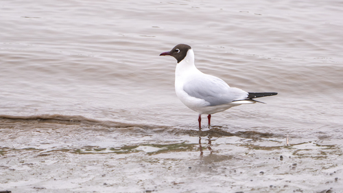 Black-headed Gull