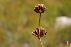 Juncus macrandrus