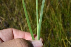 Juncus macrandrus