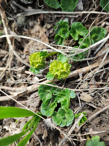 Chrysosplenium nudicaule (Chrysosplenium nudicaule)