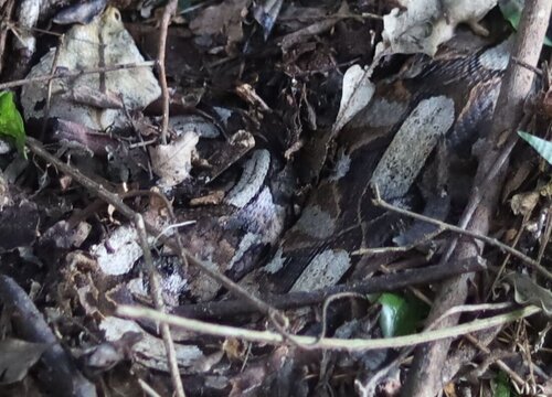 Gaboon Viper