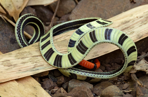Calliophis bilineatus