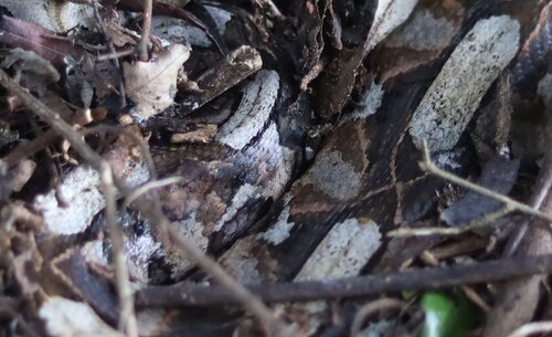 Gaboon Viper