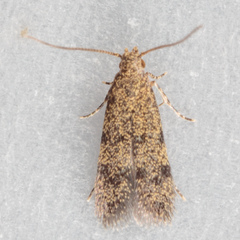 Autostichidae