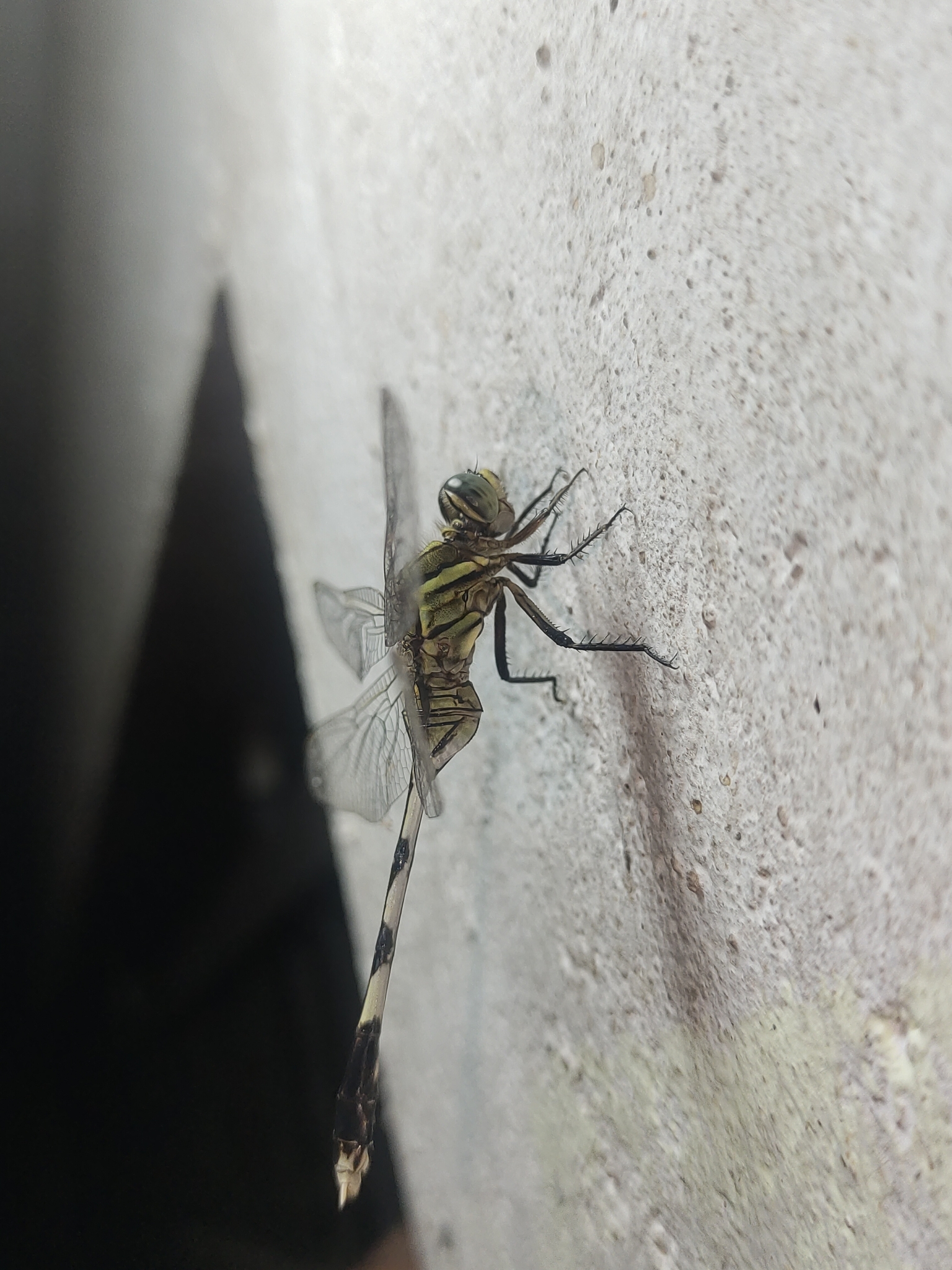 Slender Skimmer
