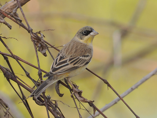Kappenammer (Emberiza melanocephala)