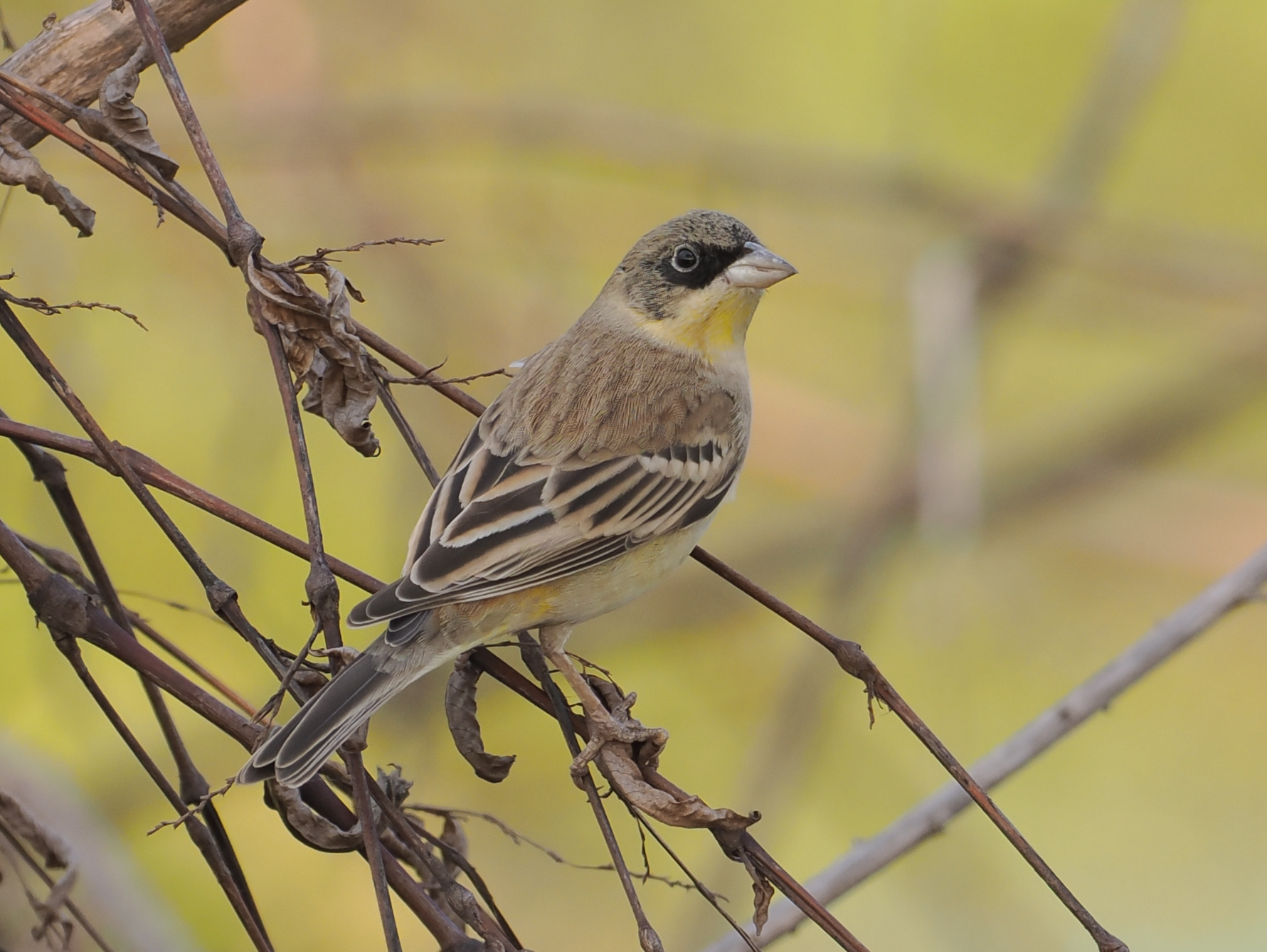 Black-headed Bunting (Emberiza melanocephala)