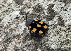 Therea regularis