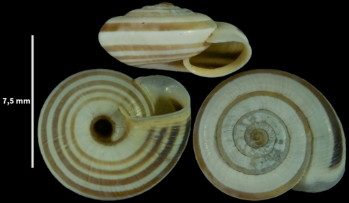 Xerocrassa derogata