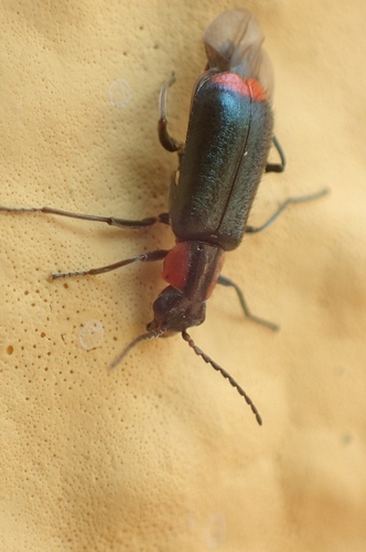 Attalus elzeari