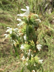 Monarda citriodora austromontana