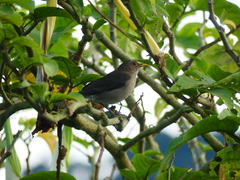Turdus maculirostris