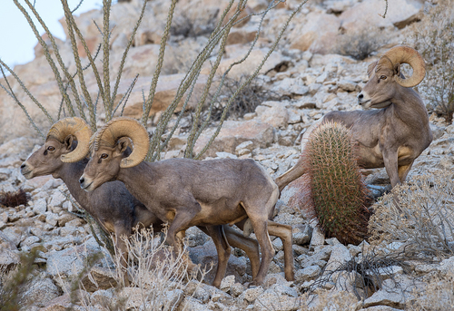Bighorn Sheep, photo 9 of 9