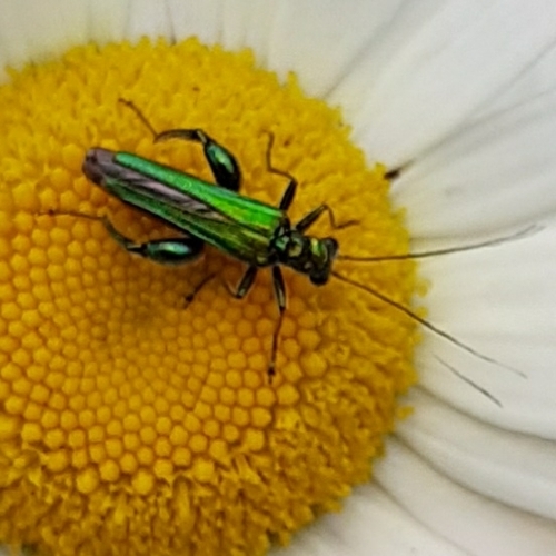 Photo of Thick-legged Flower Beetle (Oedemera nobilis)