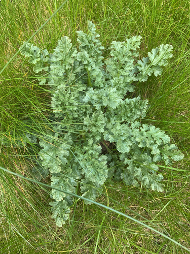 Pievinė žilė nuotrauka