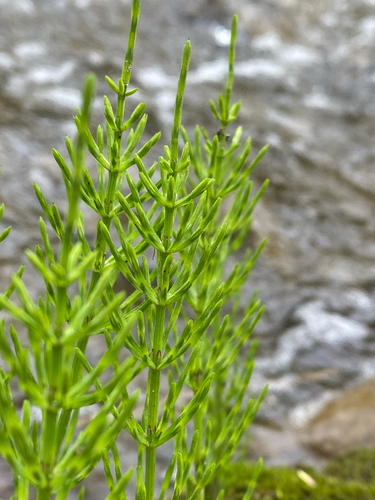 field horsetail (Equisetum arvense)