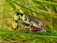 Melanoplus sanguinipes