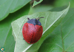 Botanochara tessellata