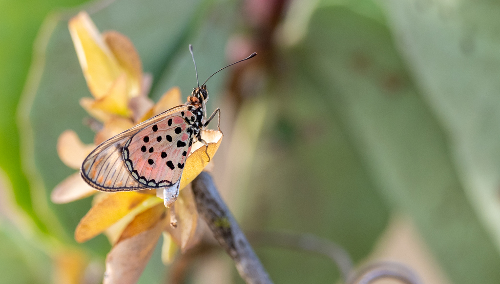 Acraea braesia