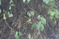 Atlapetes pallidinucha